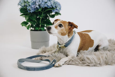 Kentucky Dog Leash Velvet