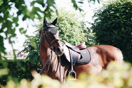 Kentucky Fliegennetz Long Stone & Pearl