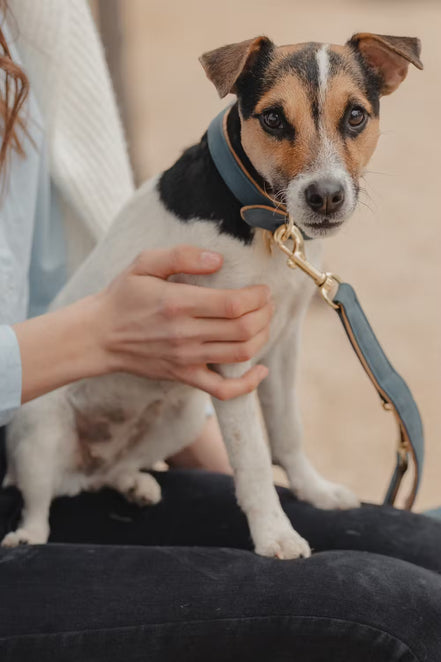 Kentucky Dog Lead Vegan Leather