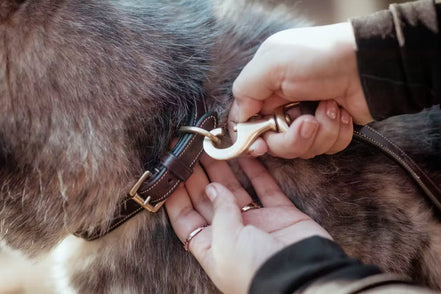 Dy'on Fancy Dog Collar