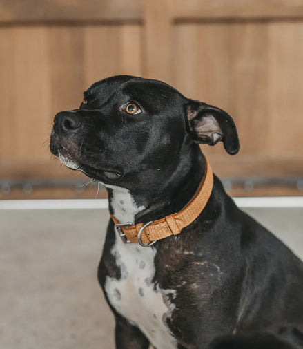 Dy'on Basket Dog Collar