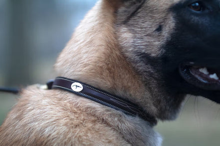 Dy'on Fancy Dog Collar