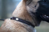 Dy'on Fancy Dog Collar