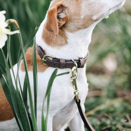 Kentucky Halsband Hond Velvet Leder