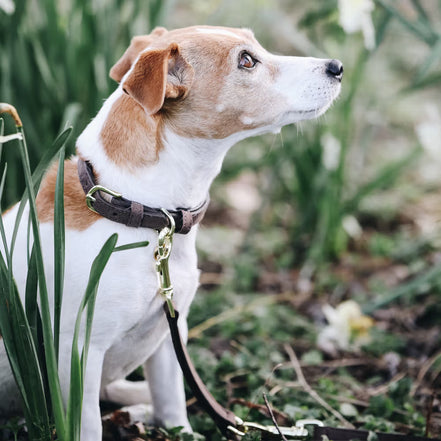 Kentucky Halsband Hond Velvet Leder