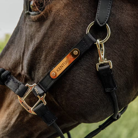 Kentucky Control Halter Nylon