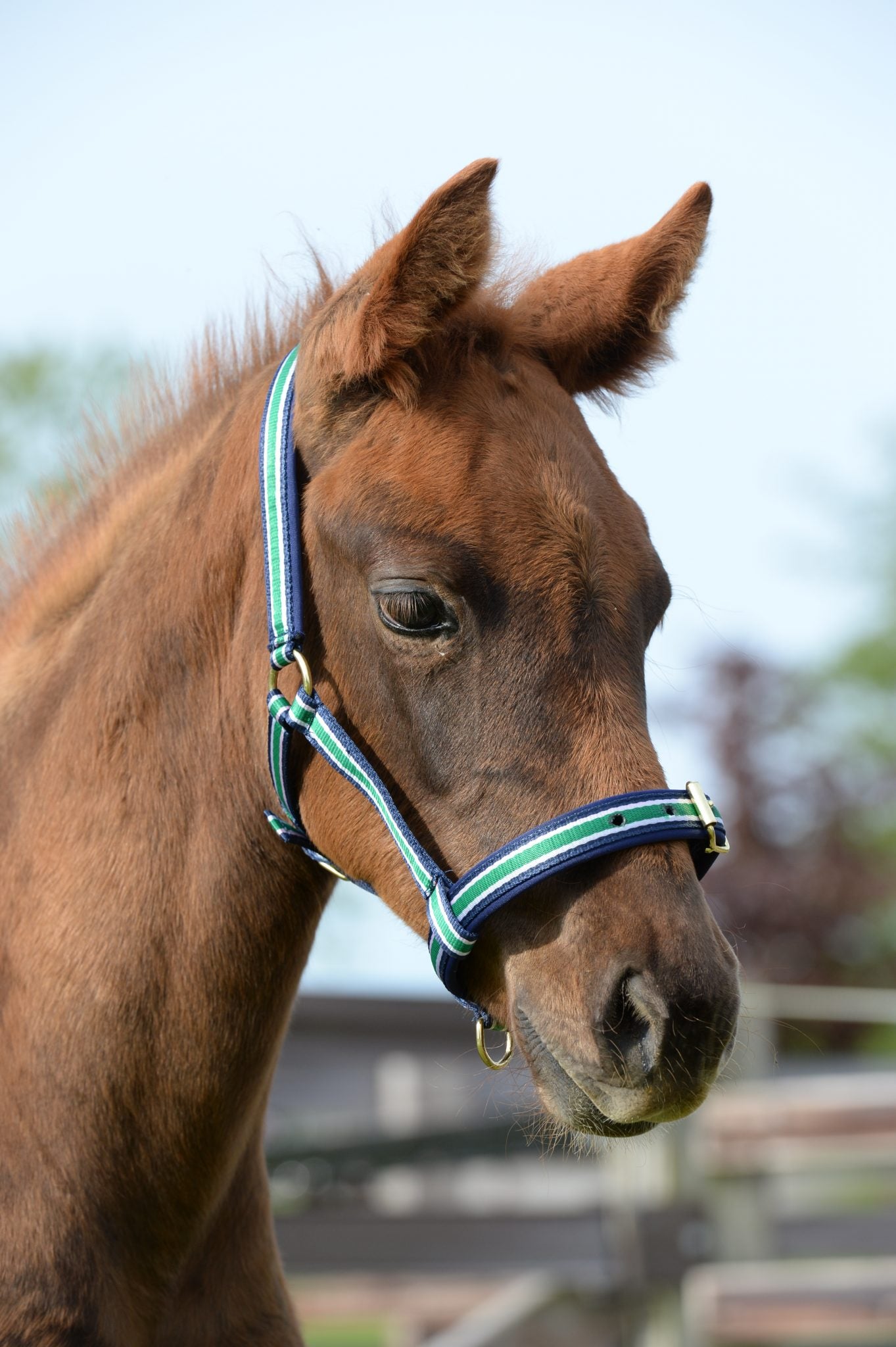 Bucas Foal Halter Dublin