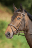 HFI Comfort Hoofdstel Trenshoofdstellen - Maddelin Equestrian HFI