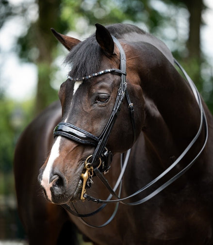 HB Showtime Special for You