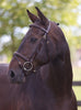 LJ Leathers Hoofdstel London Gecomb. Neusriem Trenshoofdstellen - Maddelin Equestrian LJ Leathers