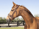 LJ Leathers Hoofdstel Superior Trenshoofdstellen - Maddelin Equestrian LJ Leathers