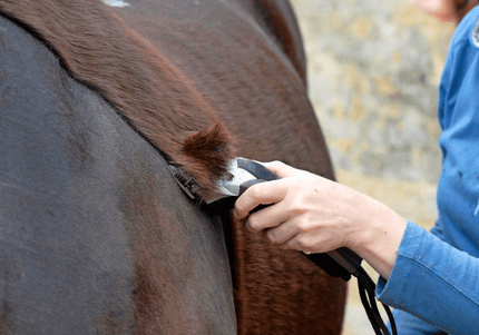 Scheermessen voor je paard: welk mes past, welke snijhoogte kies je en wanneer laat je ze slijpen? - Maddelin Equestrian