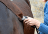 Scheermessen voor je paard: welk mes past, welke snijhoogte kies je en wanneer laat je ze slijpen? - Maddelin Equestrian