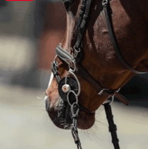 3ring, Beval, Kimblewick, RNF, Butterfly,... - Maddelin Equestrian
