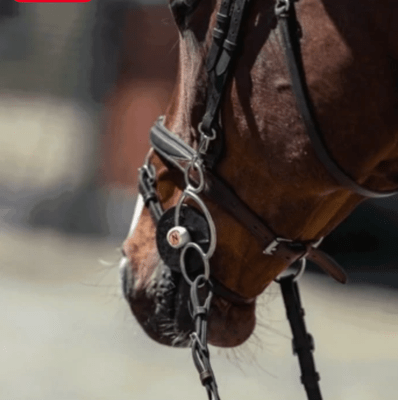 3ring, Beval, Kimblewick, RNF, Butterfly,... - Maddelin Equestrian