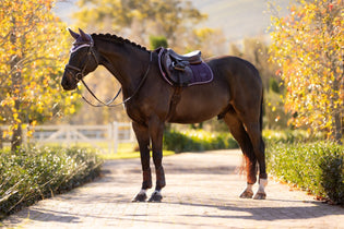Paard