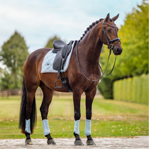 Paard - Maddelin Equestrian