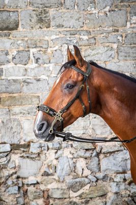 Hackamore - Maddelin Equestrian