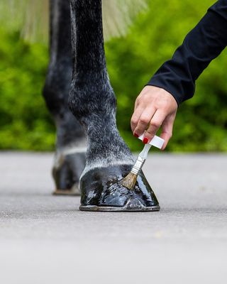 Hoefverzorging - Maddelin Equestrian
