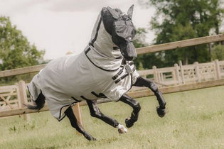 Dekens - Maddelin Equestrian