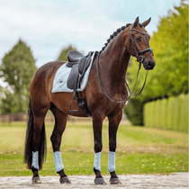 Paard - Maddelin Equestrian
