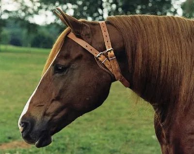 Stalondeugendheden - Maddelin Equestrian