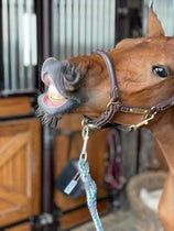 Veulenhalsters - Maddelin Equestrian