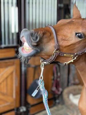 Veulenhalsters - Maddelin Equestrian