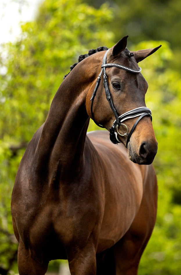 BR Headstall Southam