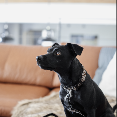 Kentucky Dog Collar Leopard