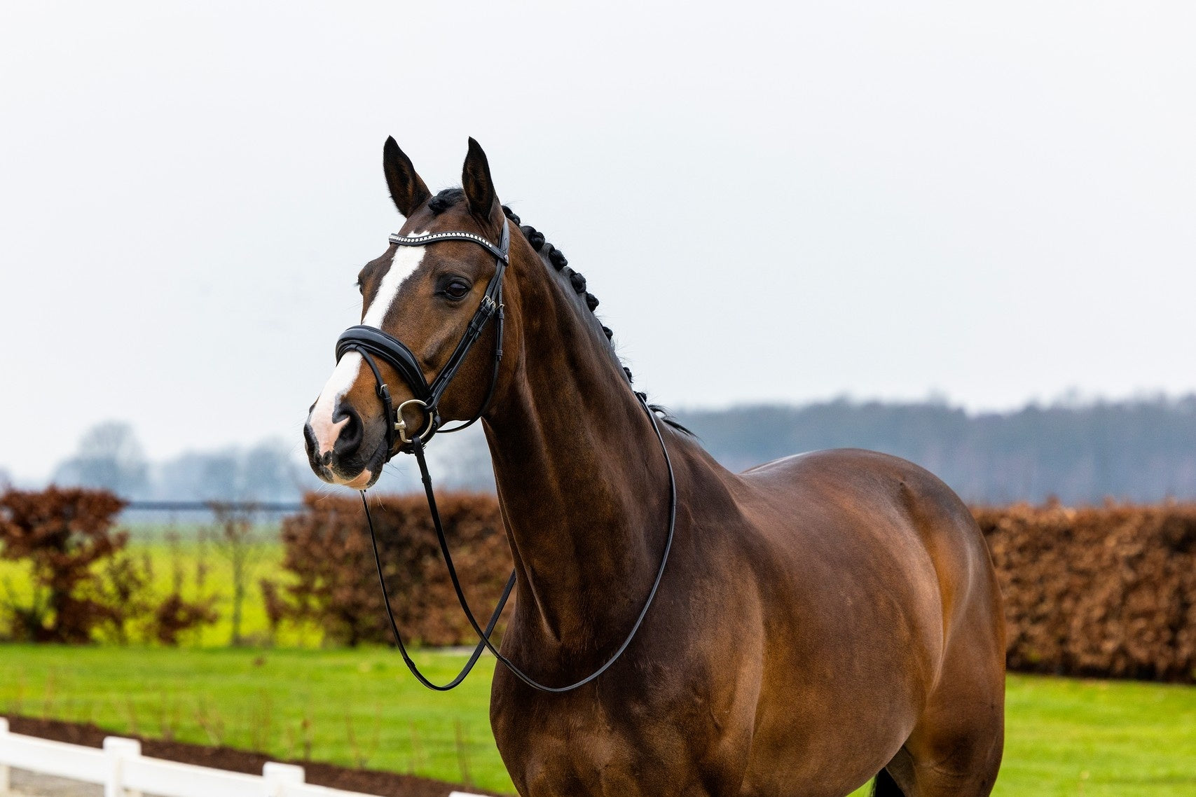 Trust Rotterdam Large Patent Crank Noseband Headstall