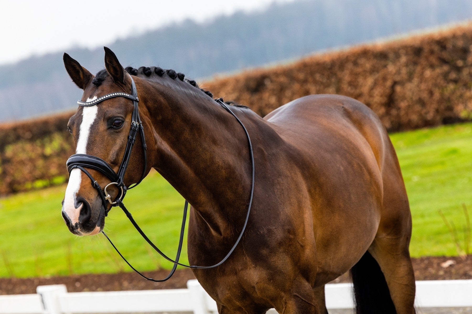 Trust Rotterdam Large Patent Crank Noseband Headstall