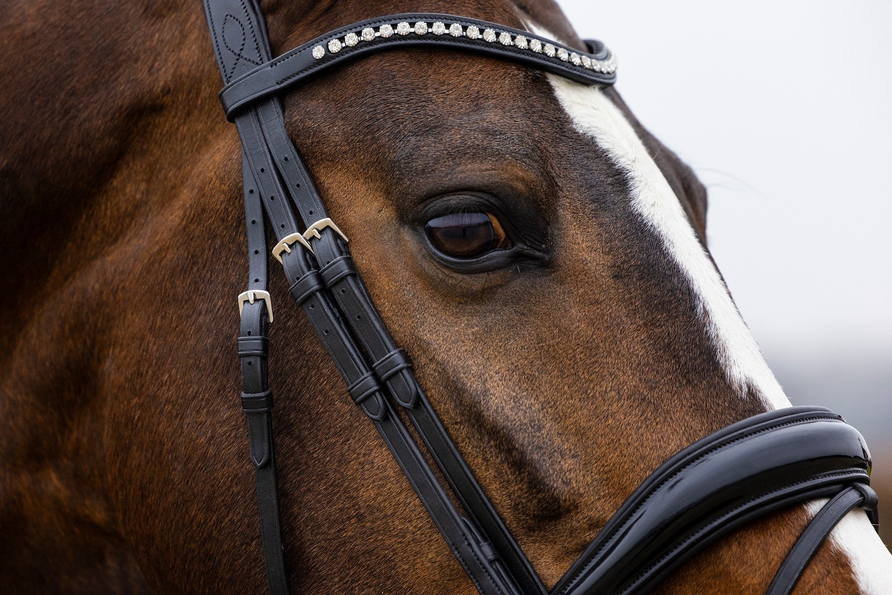 Trust Rotterdam Large Patent Crank Noseband Headstall