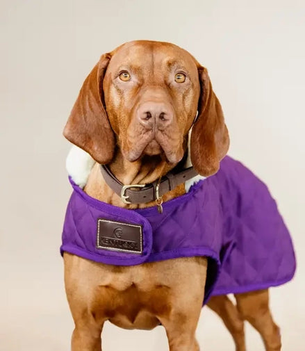 Kentucky Regenjas Hond Paars