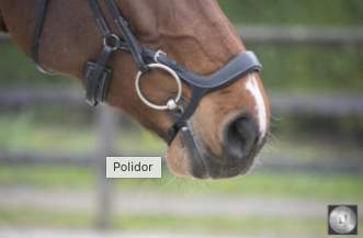 LJ Leathers Hoofdstel Legacy/Polidor