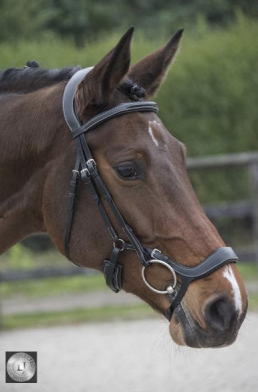 LJ Leathers Hoofdstel Legacy/Polidor