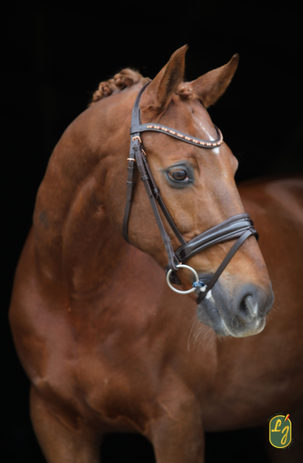 LJ Leathers Headstall Rose Crank Noseband With Patent Rose Gold