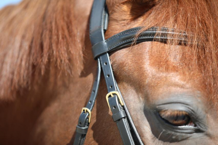 LJ Leathers Hoofdstel New Classic