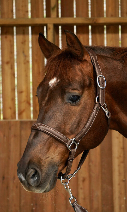 Dy'on Soft Leather Head Collar Working Collection