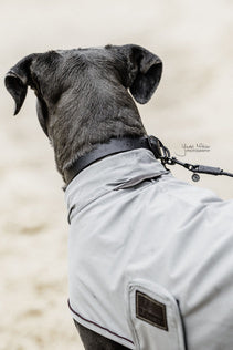Kentucky Dog Raincoat