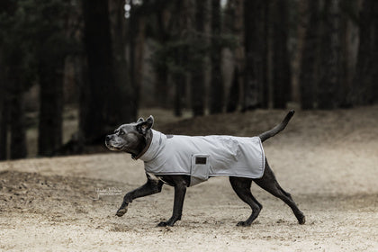 Kentucky Dog Raincoat