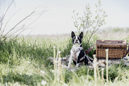 Kentucky Honden Harnas Active Velvet