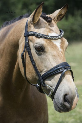 LJ Leathers Hoofdstel Antrado