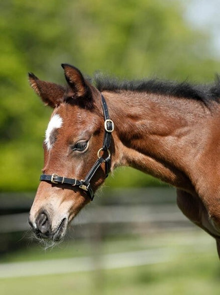 HFI Halster in leder Shetland/veulen