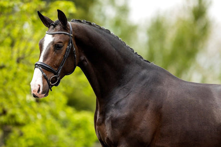 BR Headstall Southam