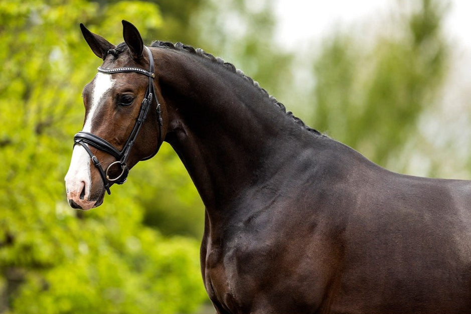 BR Headstall Southam