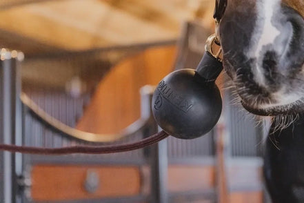 Kentucky Rubber Ball Protection wall & lead