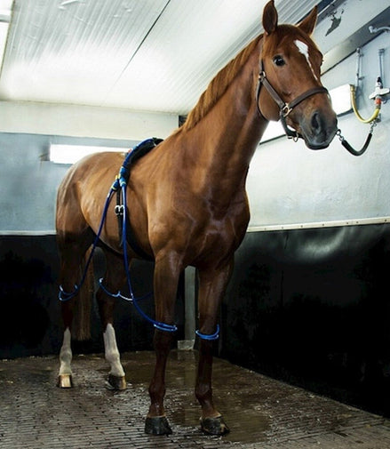 Equine Legcooler