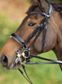 HFI Stang en Trens Hoofdstel