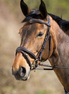 HFI Elegant Hoofdstel